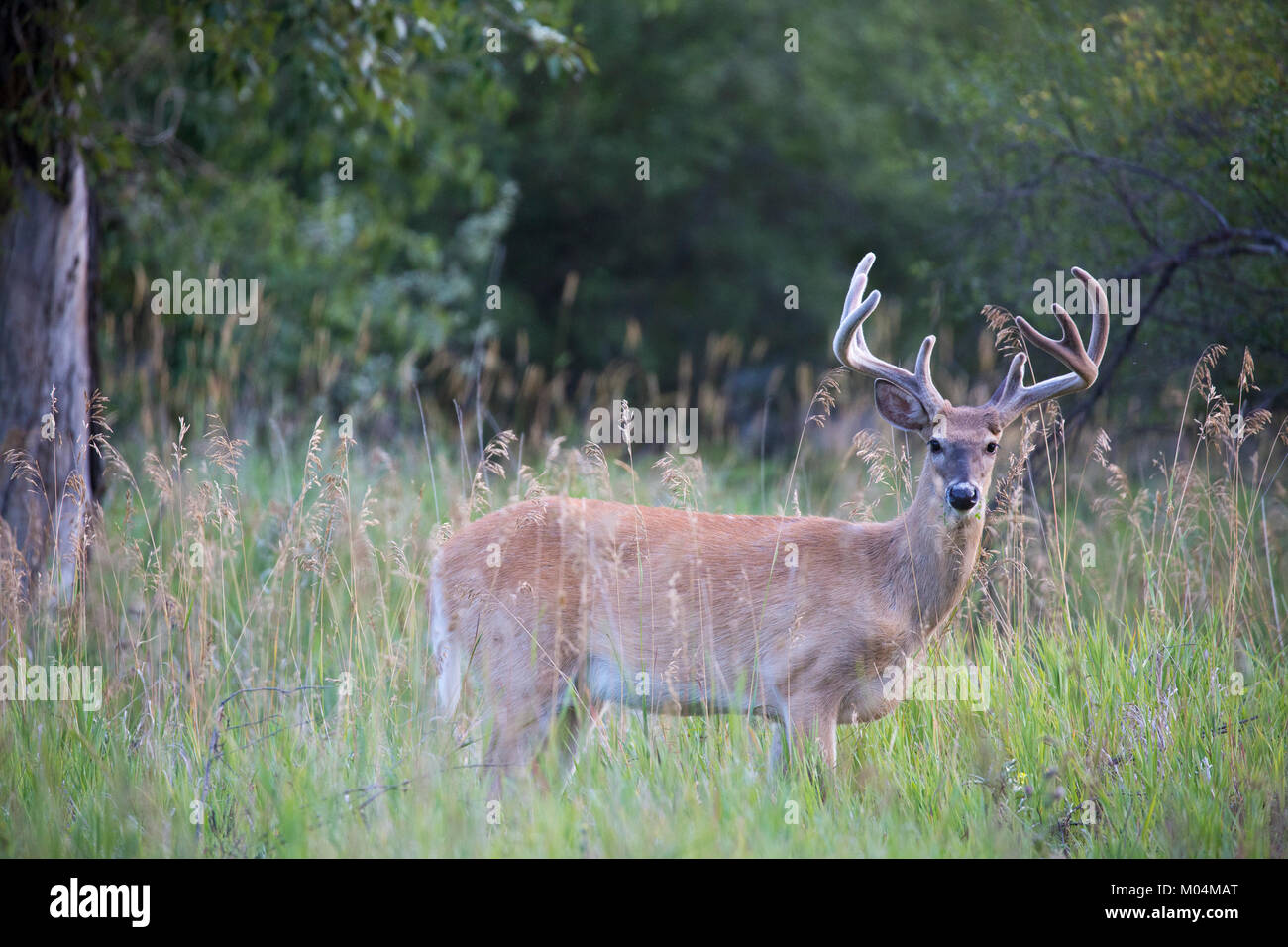 White-tailed deer buck (Odocoileus virginianus) con corna di velluto nel bosco ripariale prato Foto Stock