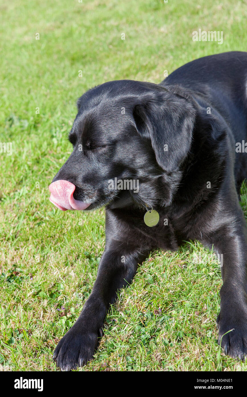 Cane nero che si lecca il naso immagini e fotografie stock ad alta  risoluzione - Alamy