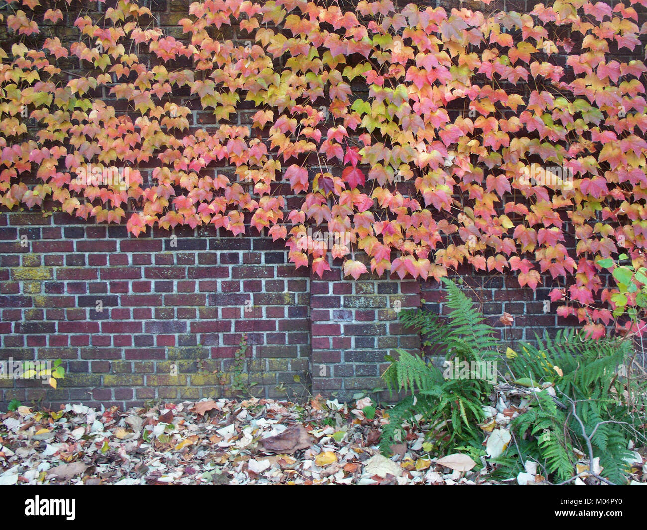 Boston Ivy, una pianta per arrampicate, mostra un vivace fogliame autunnale al Mellon Park di Pittsburgh. Le foglie rosse e arancioni del plantâ creano un contrasto colorato con il verde del parco. Foto Stock