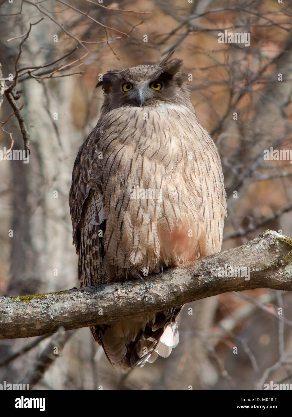 Il bubo blakistoni, comunemente noto come gufo di pesce di Blakiston, è una grande specie di gufo originaria dell'Asia orientale. È noto per il suo habitat nelle foreste ripariali ed è elencato come una specie vulnerabile a causa della perdita di habitat e della caccia. Foto Stock