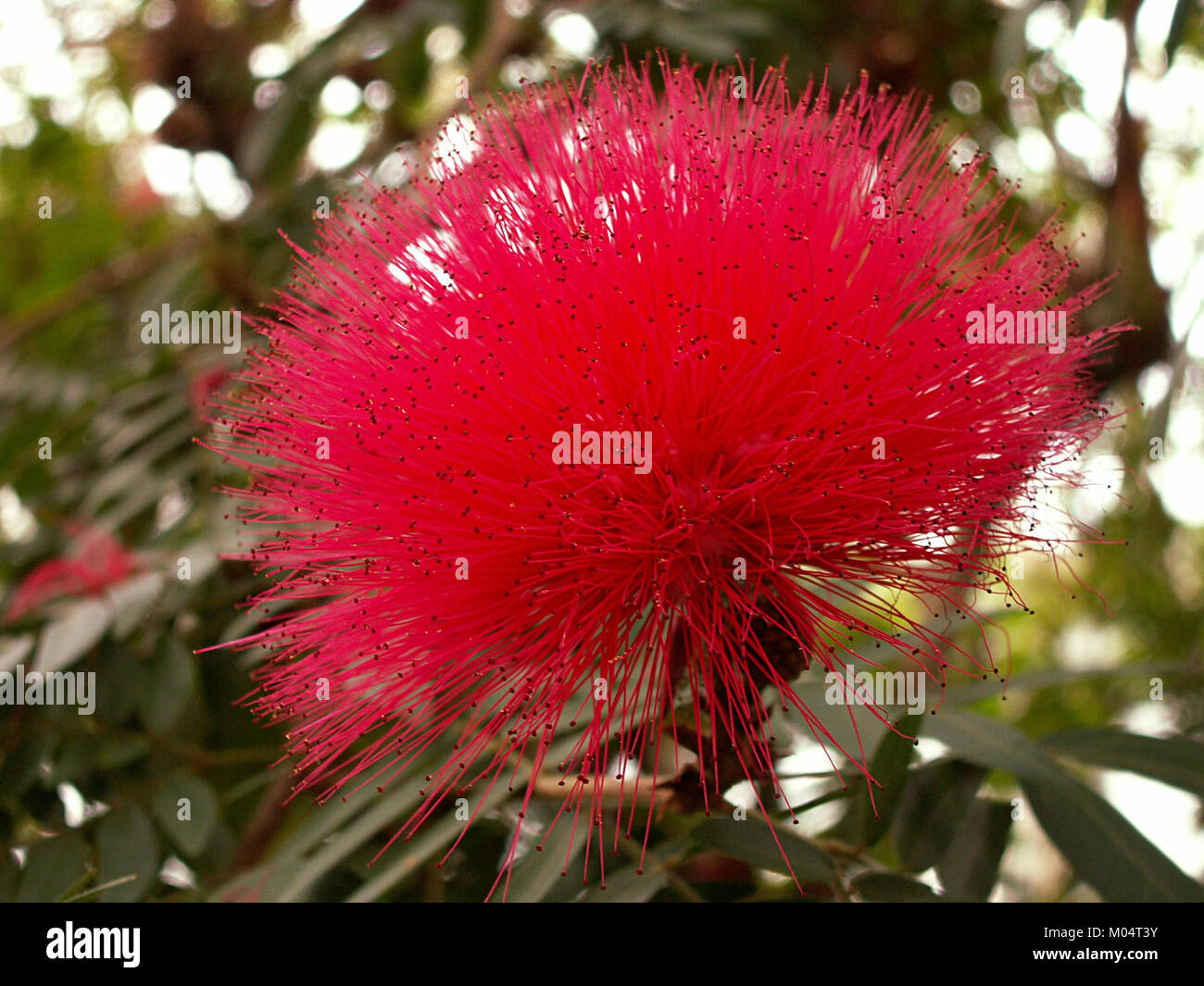 Calliandra haematocephala, nota anche come la polveriera rossa, è una vivace pianta in fiore esposta al Phipps Conservatory di Pittsburgh, Pennsylvania, il 13 marzo 2015. Foto Stock