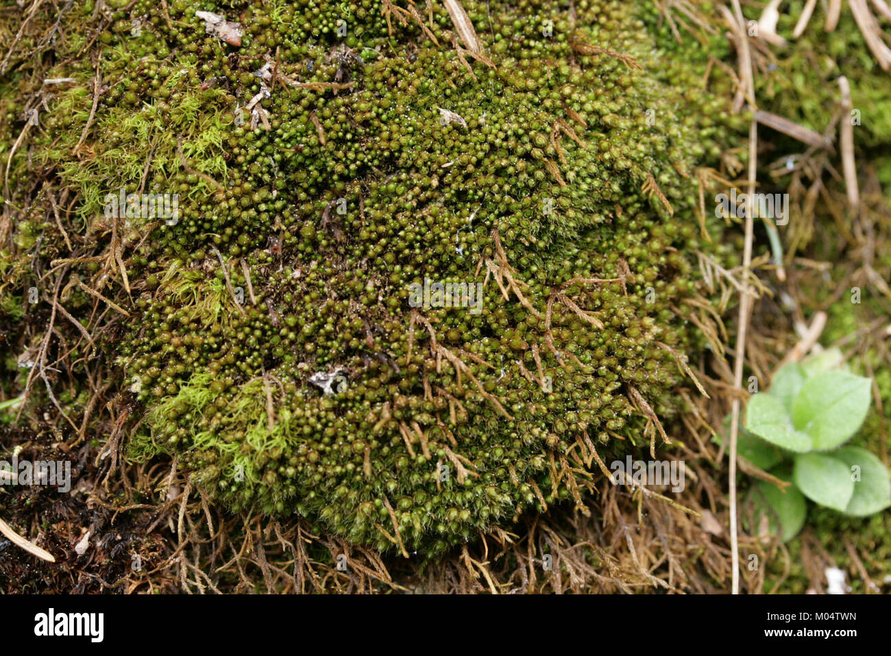 Bryum elegans è una specie di muschio, identificata dal suo numero specifico (144957-474710). Si tratta di un campione importante per gli studi in botanica e scienze ambientali, che riflettono la biodiversità. Foto Stock