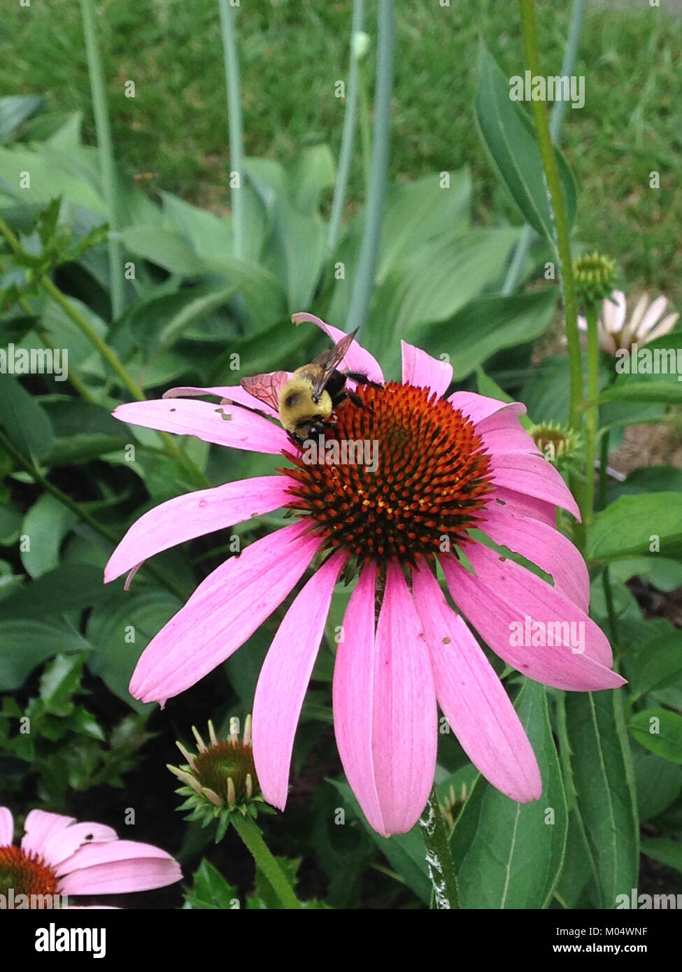 Nella foto viene raffigurato un bumblebee che raccoglie il nettare da un fiore di cono, mostrando il processo di impollinazione. L'interazione è una parte vitale dell'ecosistema, sostenendo la riproduzione delle piante e mettendo in evidenza il rapporto tra insetti e fiori. Foto Stock