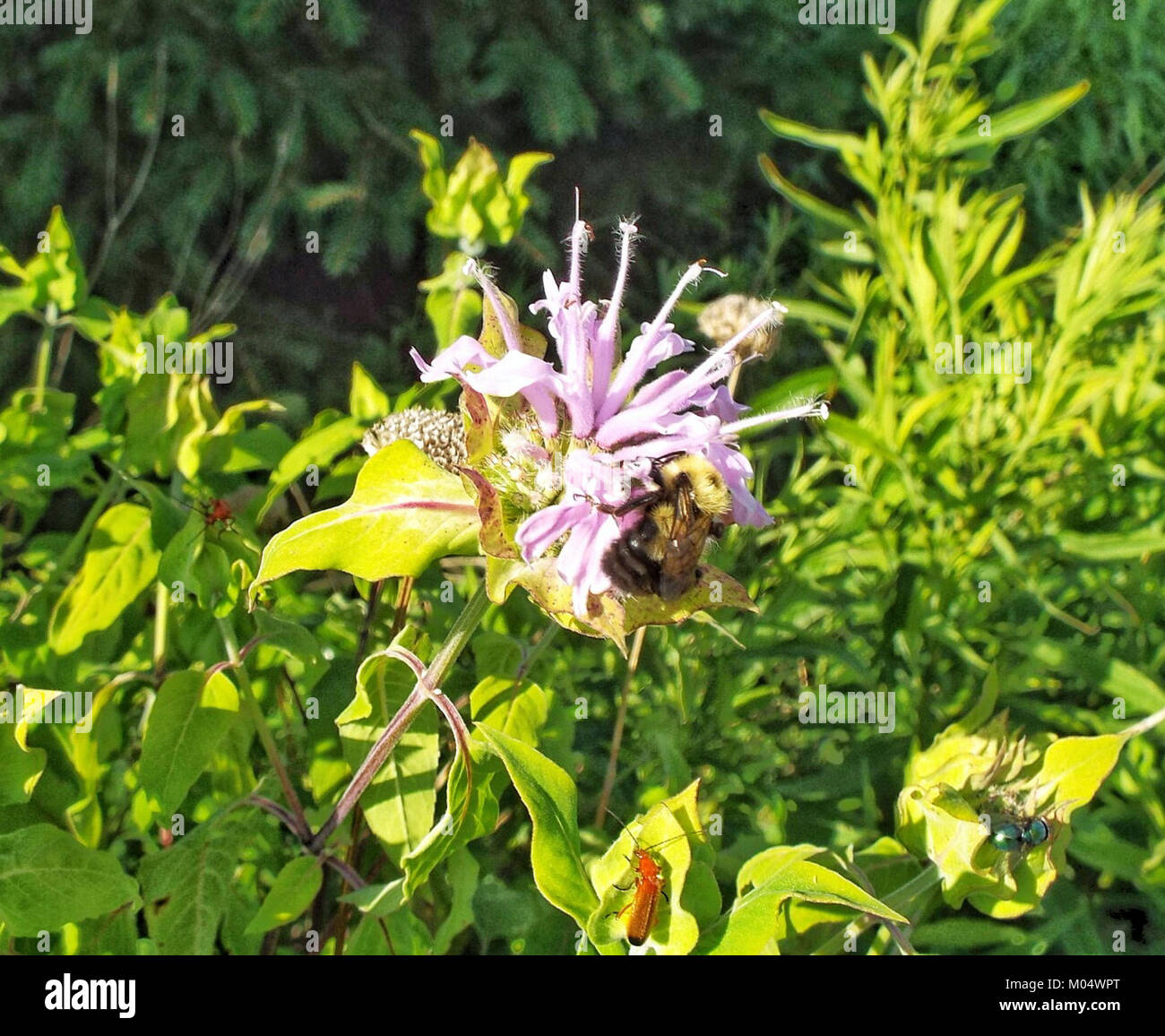 Si vede un bumblebee che raccoglie il nettare da una pianta di Bee Balm. Questa immagine cattura l'interazione tra impollinatore e fiore, una vista comune nei giardini e negli habitat naturali. Il balsamo delle api, noto per le sue fioriture vivaci, attrae vari impollinatori come i bumblebee, contribuendo alla biodiversità e all'impollinazione delle piante. Foto Stock Si vede un bumblebee che raccoglie il nettare da una pianta di Bee Balm. Questa immagine cattura l'interazione tra impollinatore e fiore, una vista comune nei giardini e negli habitat naturali. Il balsamo delle api, noto per le sue fioriture vivaci, attrae vari impollinatori come i bumblebee, contribuendo alla biodiversità e all'impollinazione delle piante. Foto Stock