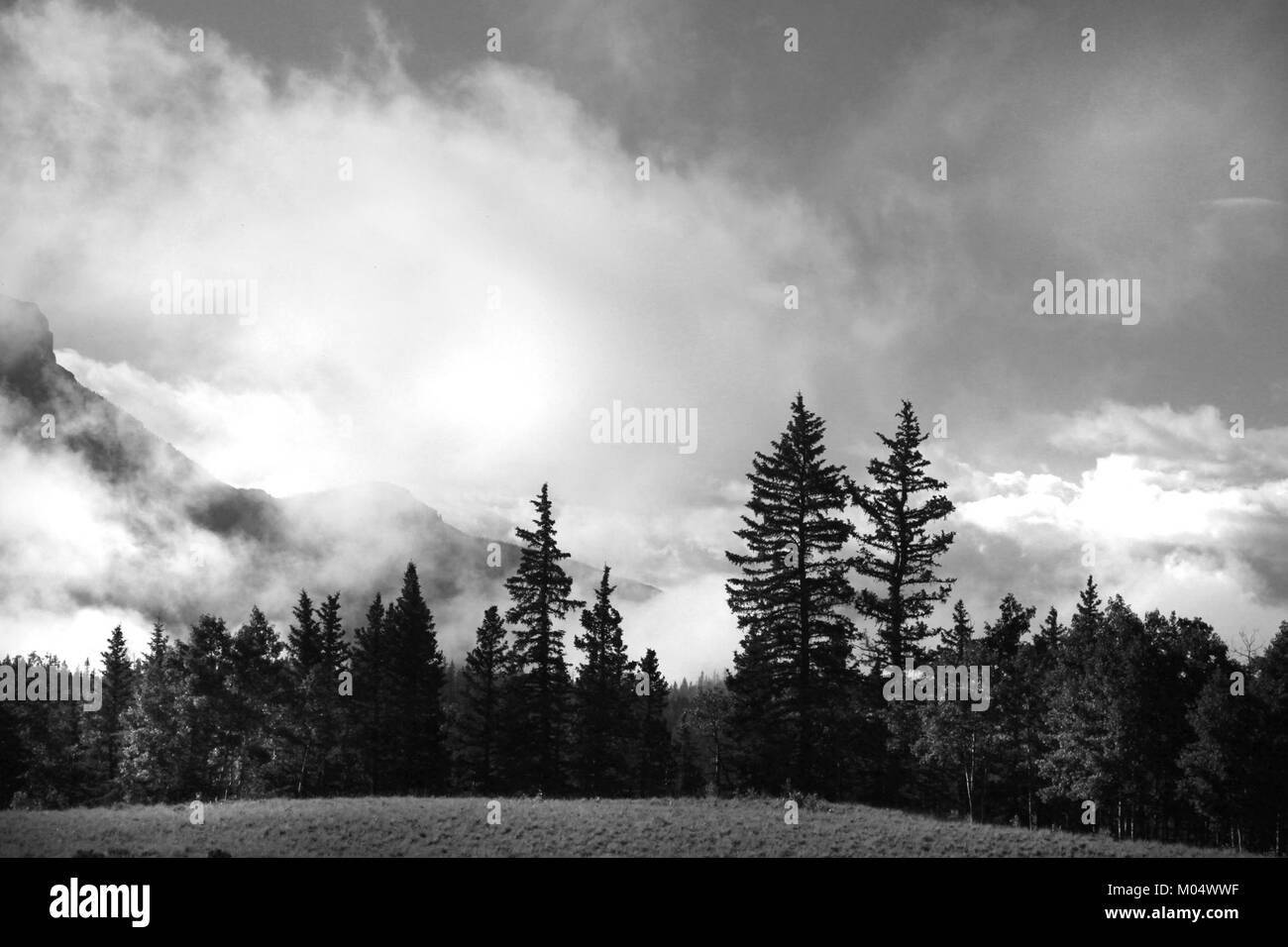 Campeggio (7-19-2015) 9600 ft, vicino alla testa di Bristol, minerale co, co -BW (8) (20732972185) Foto Stock