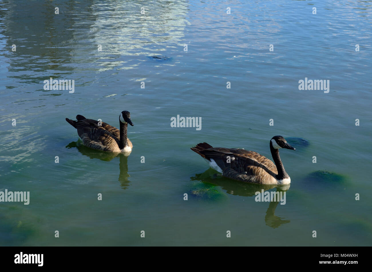 Immagine di un'oca del Canada, che mostra l'uccello nel suo habitat naturale, evidenziando il suo aspetto distintivo e i modelli migratori. Foto Stock