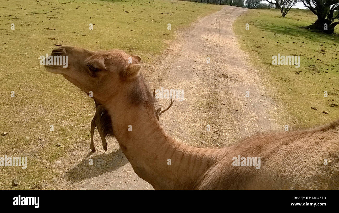 Camelus dromedarius, o il cammello dromedario, è una specie di cammello originaria del Medio Oriente e del Nord Africa. Conosciuto per la sua singola gobba, questo animale è stato una parte importante delle culture del deserto, utilizzato per il trasporto e la sopravvivenza in ambienti difficili. Foto Stock