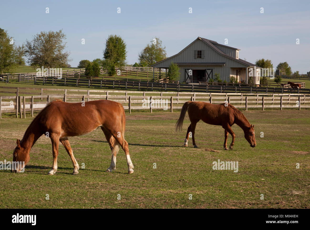 I cavalli pascolano sui terreni agricoli in Alabama rurale Foto Stock
