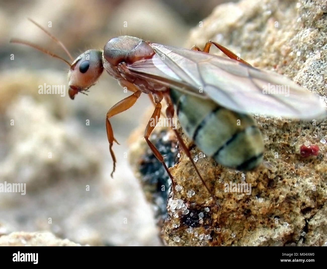 Camponotus crispulus è una specie di formica, nota per la sua struttura sociale e il suo comportamento. La formica regina gioca un ruolo chiave nella riproduzione delle colonie e nel mantenimento della gerarchia sociale del nido. Foto Stock