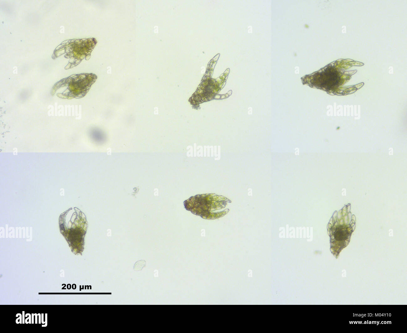 Una raffigurazione di "Billy", una locomotiva a vapore in mostra presso il Stephenson Railway Museum a North Tyneside, Inghilterra. Il museo espone una collezione di locomotive storiche e manufatti ferroviari, preservando la ricca storia del trasporto ferroviario nel Regno Unito. "Billy" rappresenta un pezzo significativo del patrimonio ferroviario britannico. Foto Stock