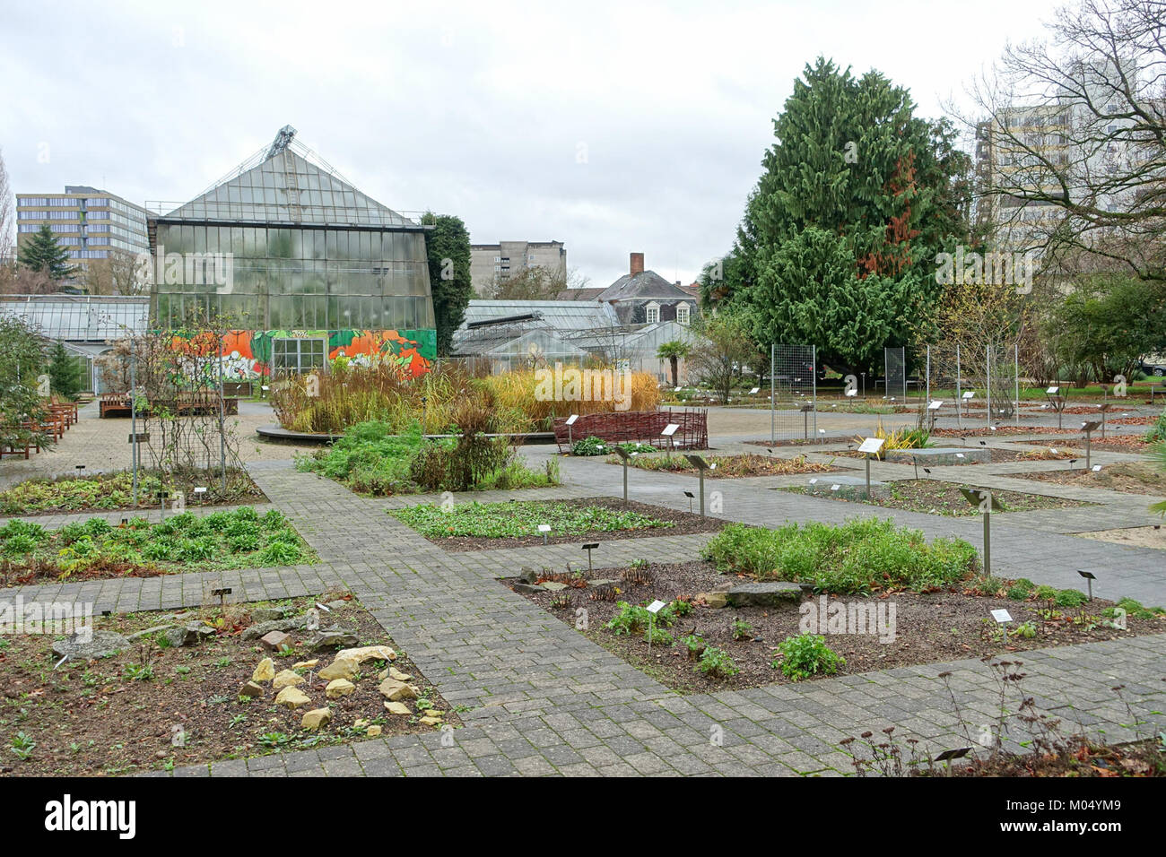 L'orto botanico di Heidelberg, in Germania, espone un'ampia varietà di specie vegetali provenienti da tutto il mondo. Il giardino è rinomato per la sua variegata collezione e per il suo ruolo nella ricerca e nell'educazione botanica. Foto Stock