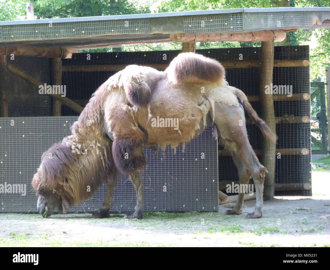 Camelus bactrianus, noto anche come cammello battriano, è una specie di cammello originaria dell'Asia centrale. È conosciuta per le sue due gobbe e per la sua capacità di resistere a climi estremi, tra cui deserti freddi e caldi. Foto Stock