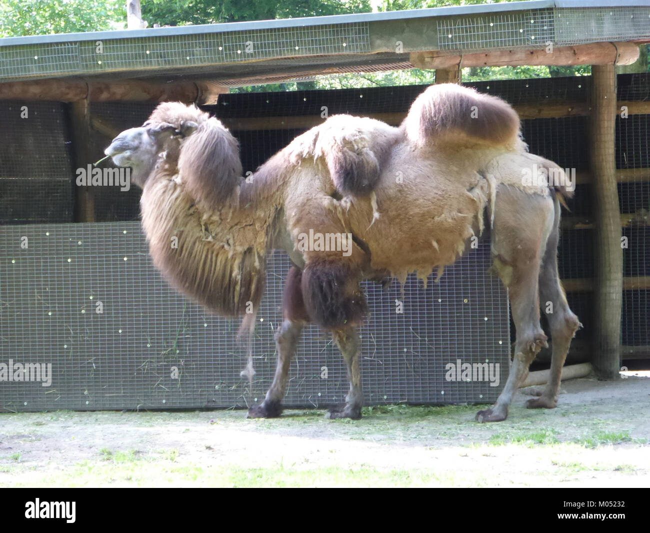 Camelus bactrianus, o cammello battriano, è un grande mammifero addomesticato originario delle steppe dell'Asia centrale. Conosciuto per le sue due gobbe, è adatto alla vita in ambienti aridi ed è utilizzato come animale da imballaggio nelle regioni desertiche. Foto Stock