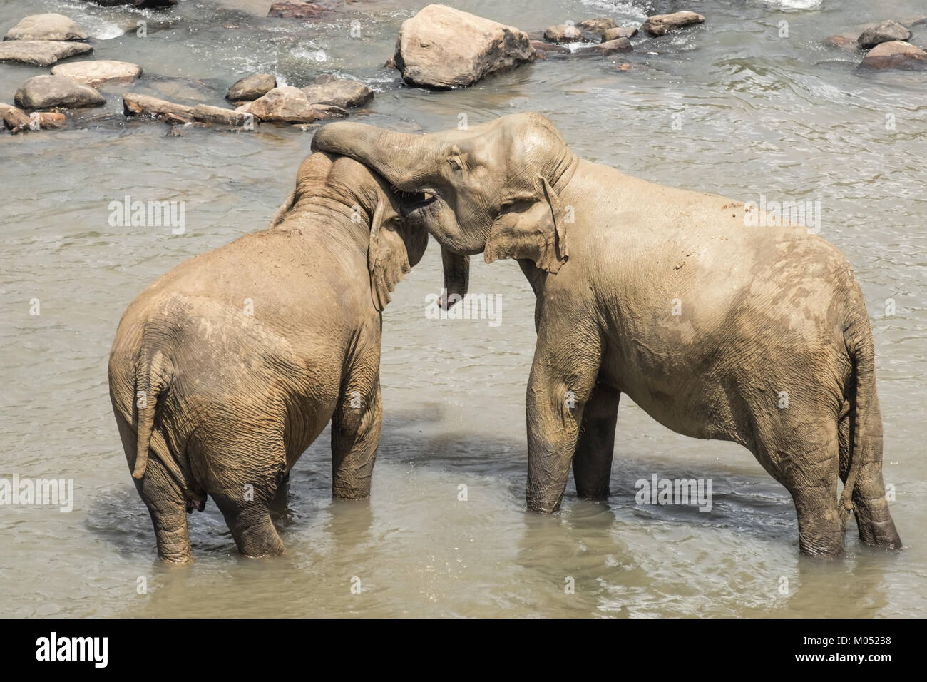 Grandi elefanti asiatici rilassante e balneazione nel fiume. Splendidi animali nella natura selvaggia di Sri Lanka Foto Stock