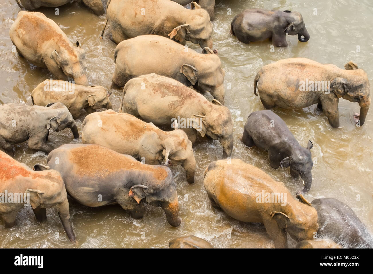 Gruppo di elefanti asiatici Attraversamento fiume tropicale. Splendidi animali nella natura selvaggia di Sri Lanka. Vista superiore Foto Stock