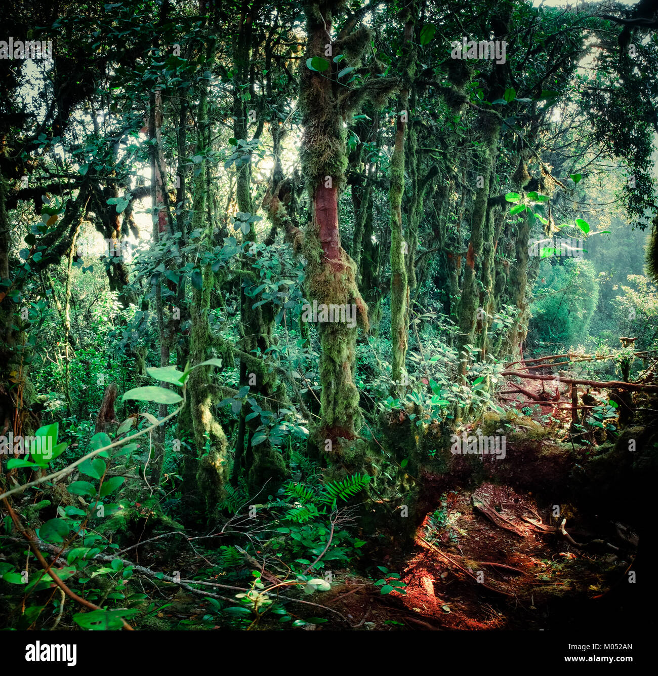 Surreale magia di bosco selvatico. Inclinate tronco di albero e radici ricoperta da spessi muschio verde contro alto e steli di piante esotiche sullo sfondo. Lussureggiante veg Foto Stock