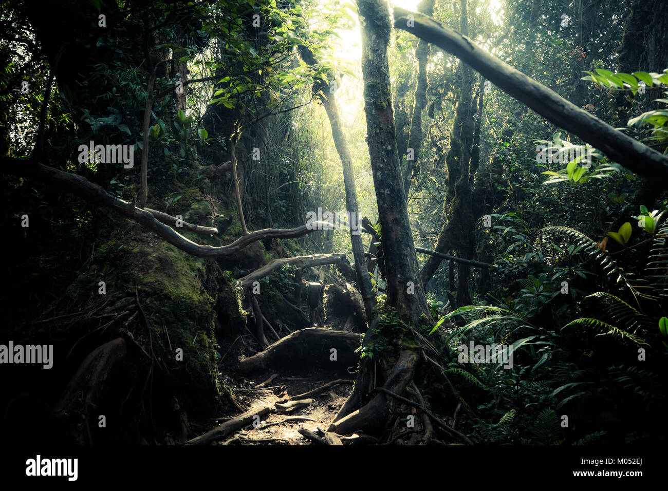 Misterioso paesaggio della foresta di nebbia. Radici di alberi esotici, canneto di arbusti e felci contro la luce solare rompere attraverso il fitto fogliame sullo sfondo Foto Stock