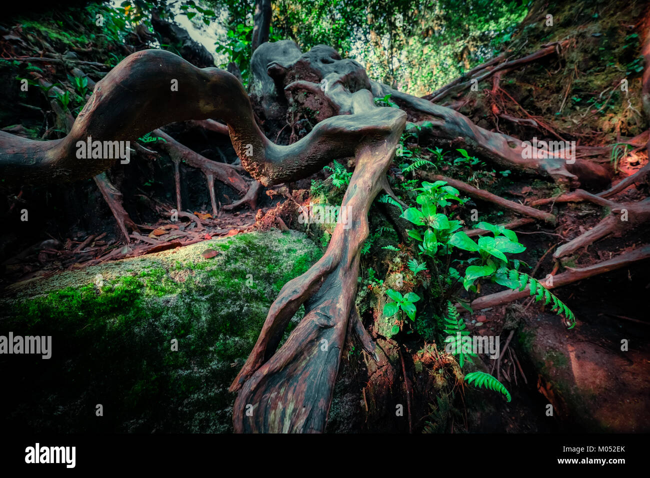 Surreale magia di bosco selvatico in dettagli. Inclinazione albero radici ricoperta da spessi muschio verde contro le piante esotiche sullo sfondo. La lussureggiante vegetazione di t Foto Stock