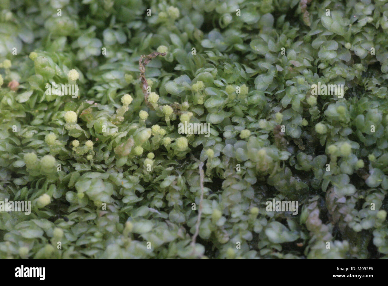 Calypogeia neesiana, una specie di muschio, catalogata per la ricerca scientifica sulla biodiversità vegetale e l'ecologia. Foto Stock
