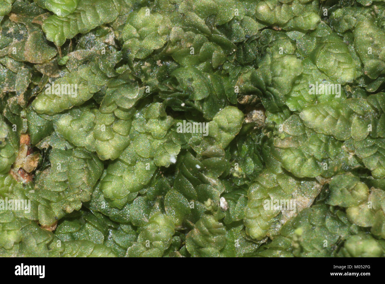 La Calypogeia muelleriana è una specie di liverwort, un tipo di pianta non vascolare. Questa specie è nota per il suo aspetto distinto e si trova tipicamente in ambienti umidi e ombreggiati. Foto Stock