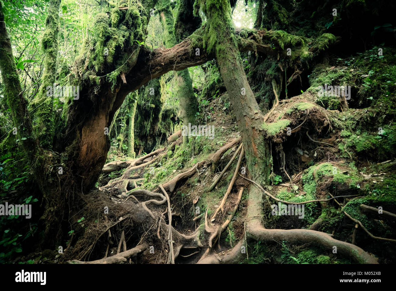 Surreale magia di bosco selvatico. Inclinate tronco di albero e radici ricoperta da spessi muschio verde contro alto e steli di piante esotiche sullo sfondo. Lussureggiante veg Foto Stock