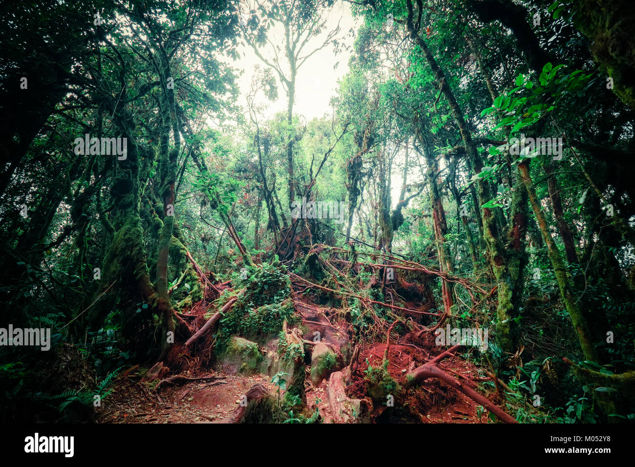 Colori surreali della fantasia paesaggio mistico al tropical forest di muschio con sorprendente giungla piante. Concetto di natura misteriosa e fiaba backgro Foto Stock