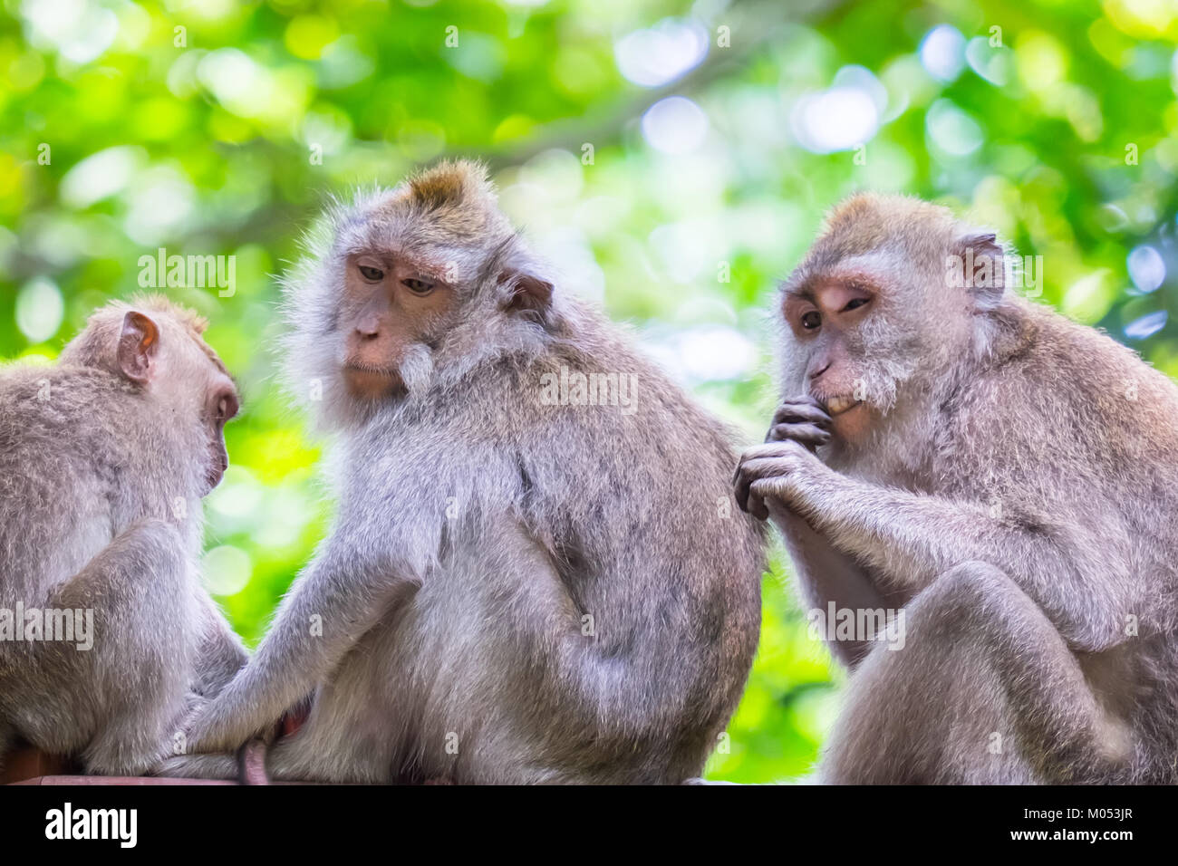 Famiglia di macachi a coda lunga seduta insieme contro il fogliame verde sullo sfondo e sposi ogni altro. Animali attività sociale concetto. Bali, Ind Foto Stock