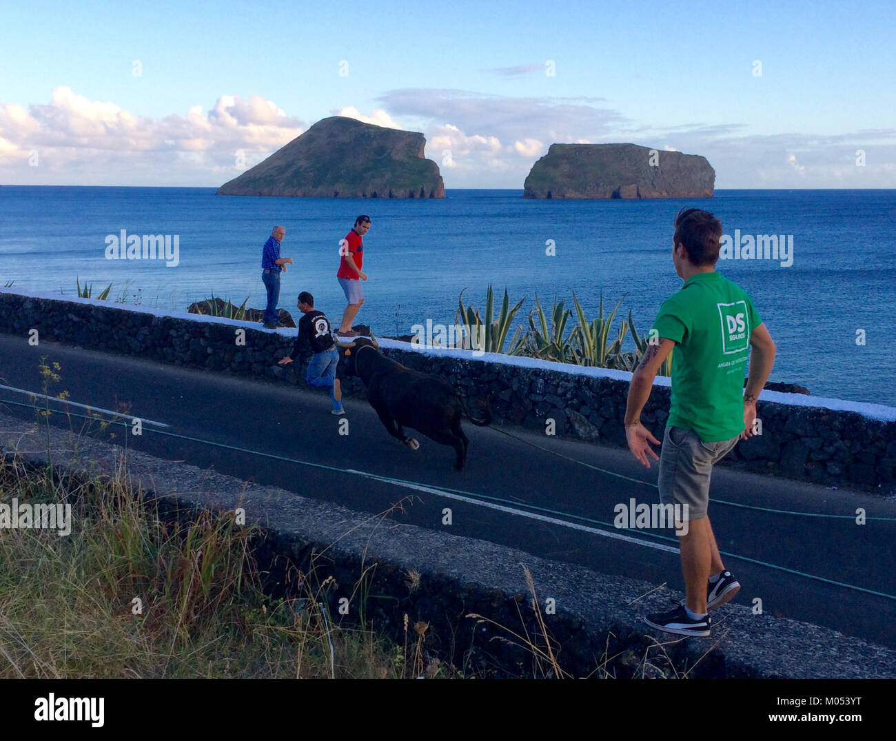 La corrida a Terceira, una delle isole Azzorre, è un evento tradizionale che ha un significato culturale in Portogallo. Gli eventi della corrida qui sono unici, sottolineano le usanze locali e le celebrazioni regionali. Foto Stock