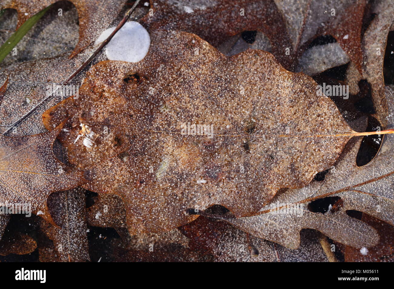 Bianco di foglie di quercia sotto il ghiaccio in un freddo giorno di dicembre [Quercus alba] Foto Stock