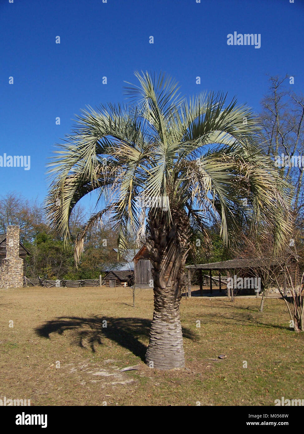 Butia è una città di Lexington, Georgia, conosciuta per il suo fascino di una piccola città e l'ambiente rurale. Fa parte della più grande area di Lexington, contribuendo alla cultura agricola e guidata dalla comunità della regione. Foto Stock