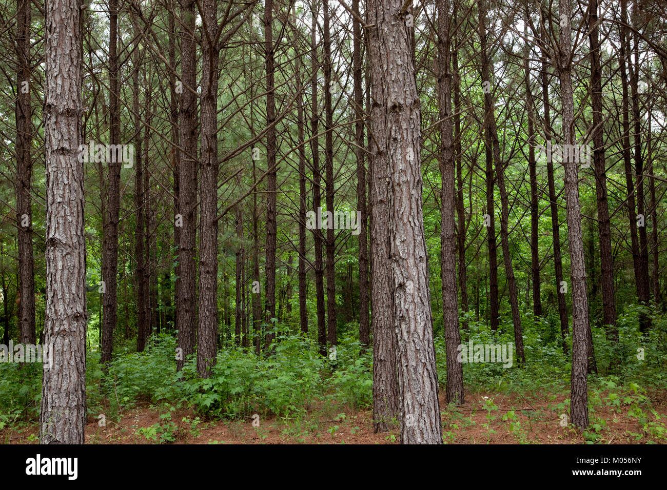 Alberi di pino in Alabama rurale Foto Stock