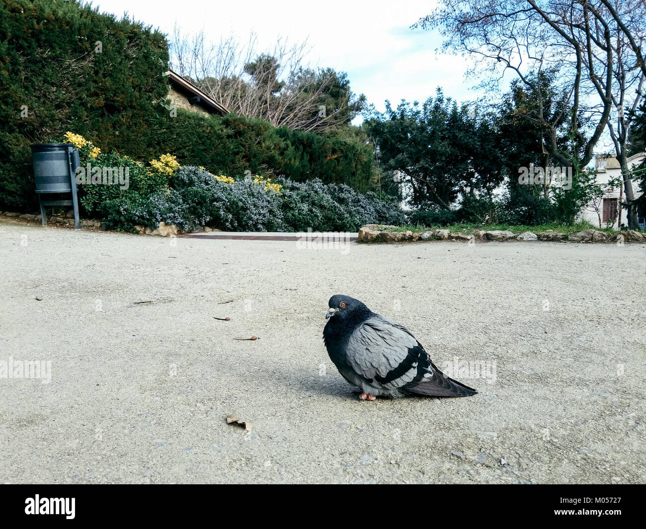 L'OPPO F1s, rilasciato nel 2017, è uno smartphone noto per le sue funzioni fotografiche, in particolare la fotocamera anteriore per selfie. Offre prestazioni di fascia media con particolare attenzione alla fotografia. Foto Stock