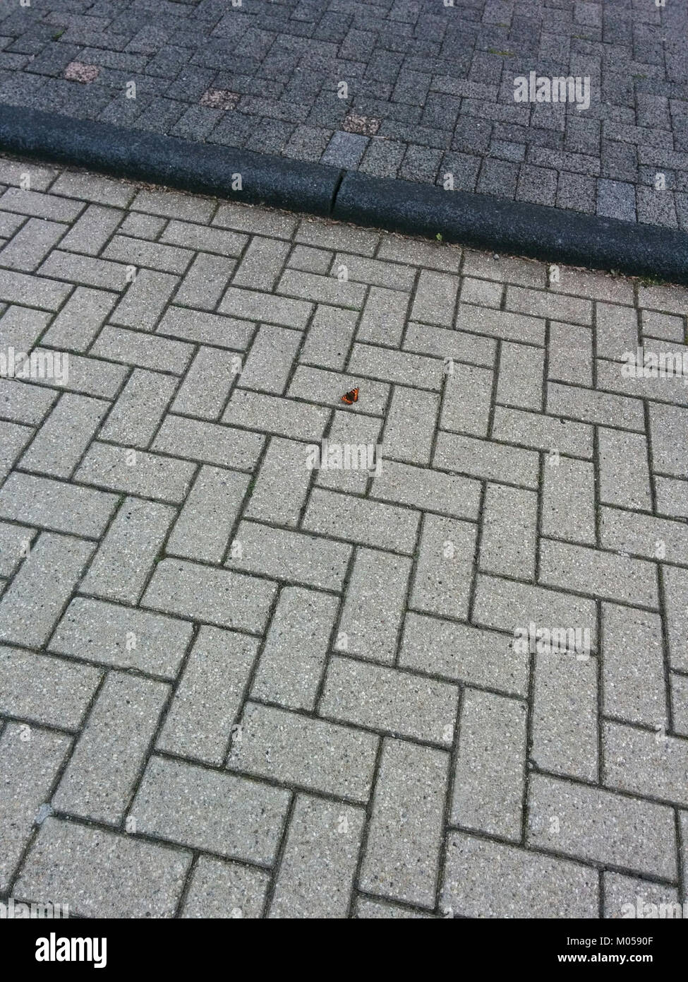 Una farfalla è fotografata arroccata su una strada, mostrando le sue ali delicate e i colori vivaci. Questa immagine mette in evidenza la bellezza naturale e la fragilità degli insetti negli ambienti urbani, offrendo un contrasto tra la natura e la vita cittadina. Foto Stock