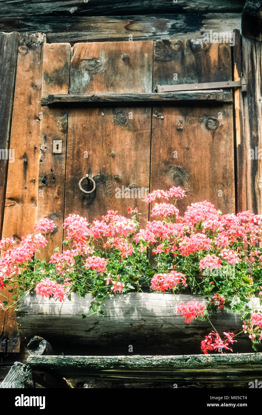 Fiori in box finestra su casa in Italia. Foto Stock
