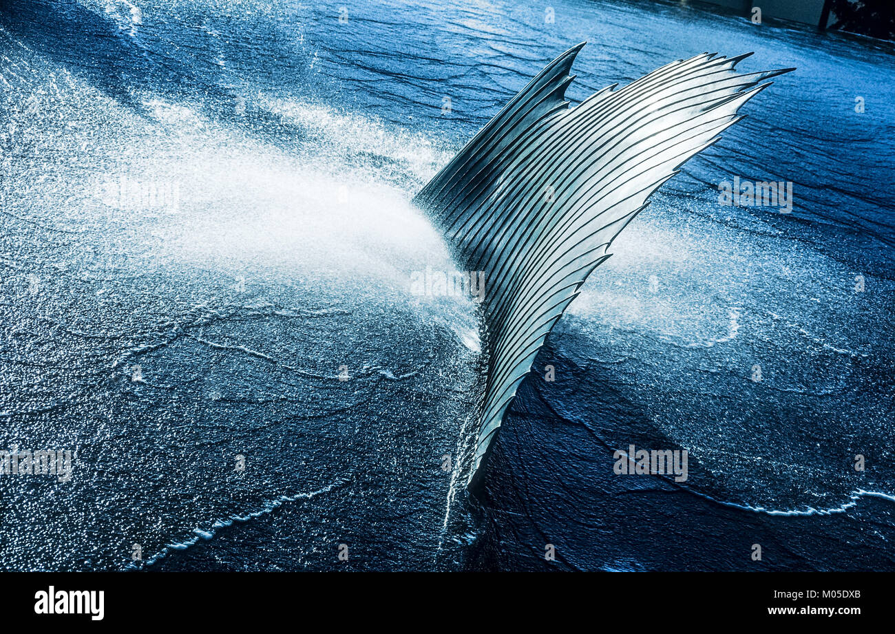 Sailfish in tre fasi di risalita ay Broward County Convention Center e a Fort Lauderdale. Foto Stock