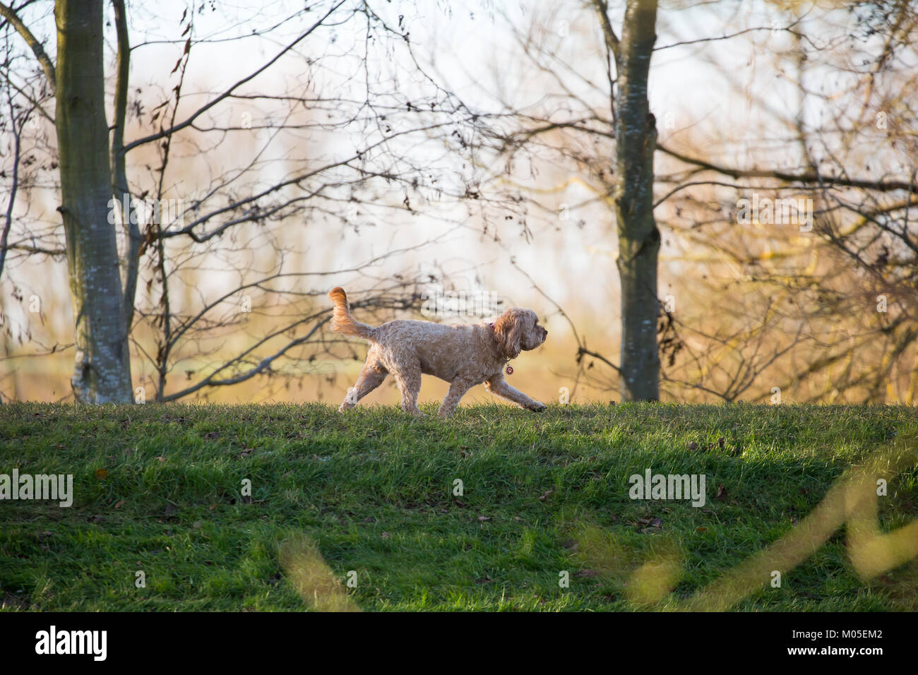 Carino cane labradoodle, fuori dalla guida, a piedi nel parco del Regno Unito, strutting il suo roba, la libertà di vagare ed esplorare. Cane superiore. Foto Stock