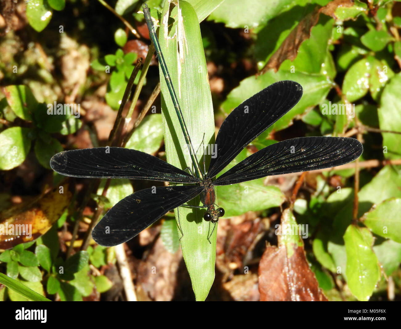 Calopteryx atrata è una specie di damselfly osservata in Giappone, con l'esemplare maschile identificato il 19 settembre 2017. Questa specie è conosciuta per il suo colore unico e la struttura alare. Foto Stock