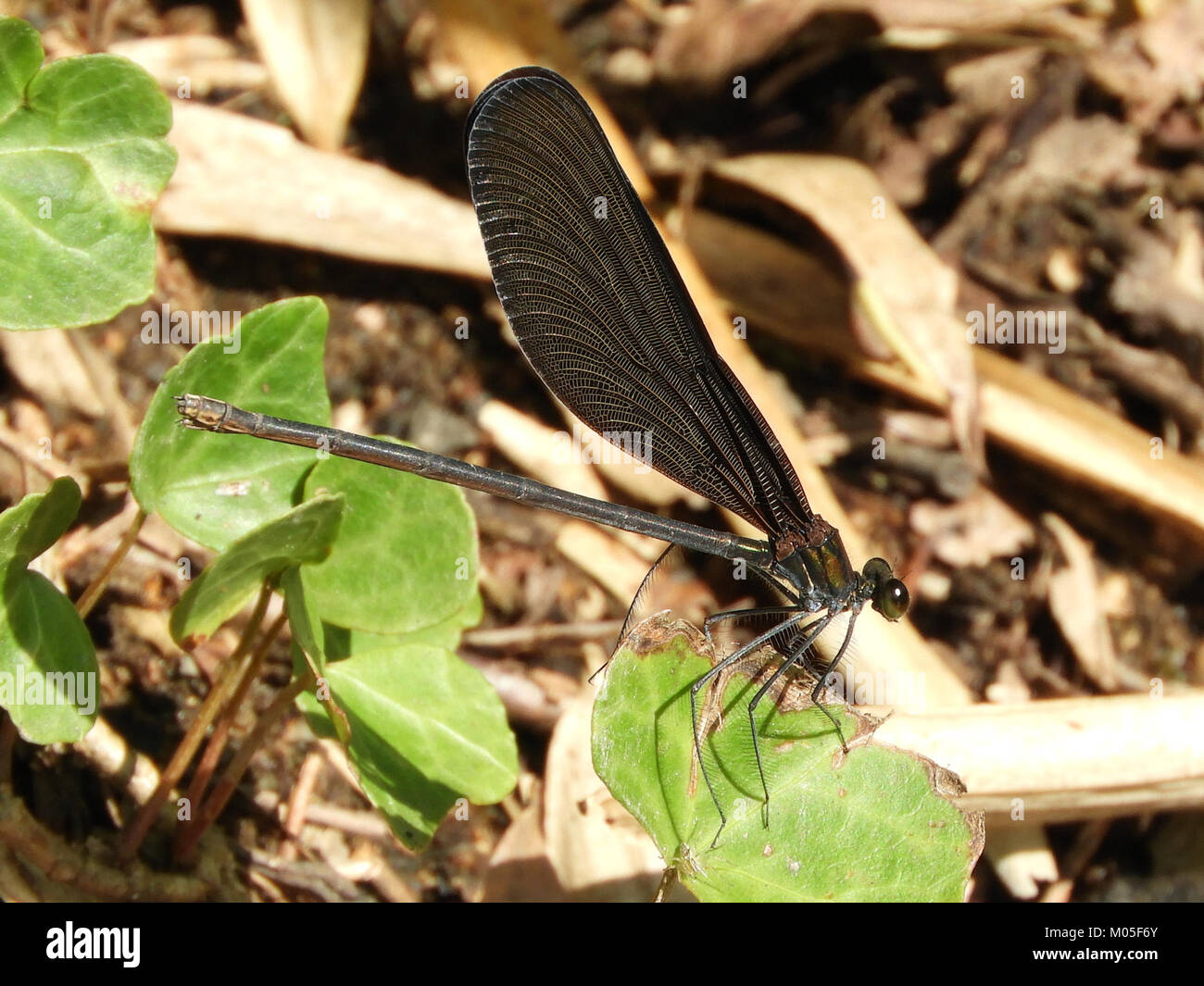 Una fotografia di una femmina Calopteryx atrata dragonfly, scattata in Giappone il 19 settembre 2017, che cattura le caratteristiche distintive dell'insetto. Foto Stock