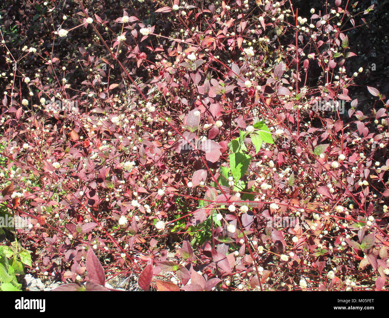 L'alga brasiliana (Alternanthera brasiliana) è una pianta erbacea originaria del Sud America. È conosciuta per le sue foglie ornamentali attraenti e la capacità di prosperare in vari ambienti, tra cui zone umide e giardini. Foto Stock