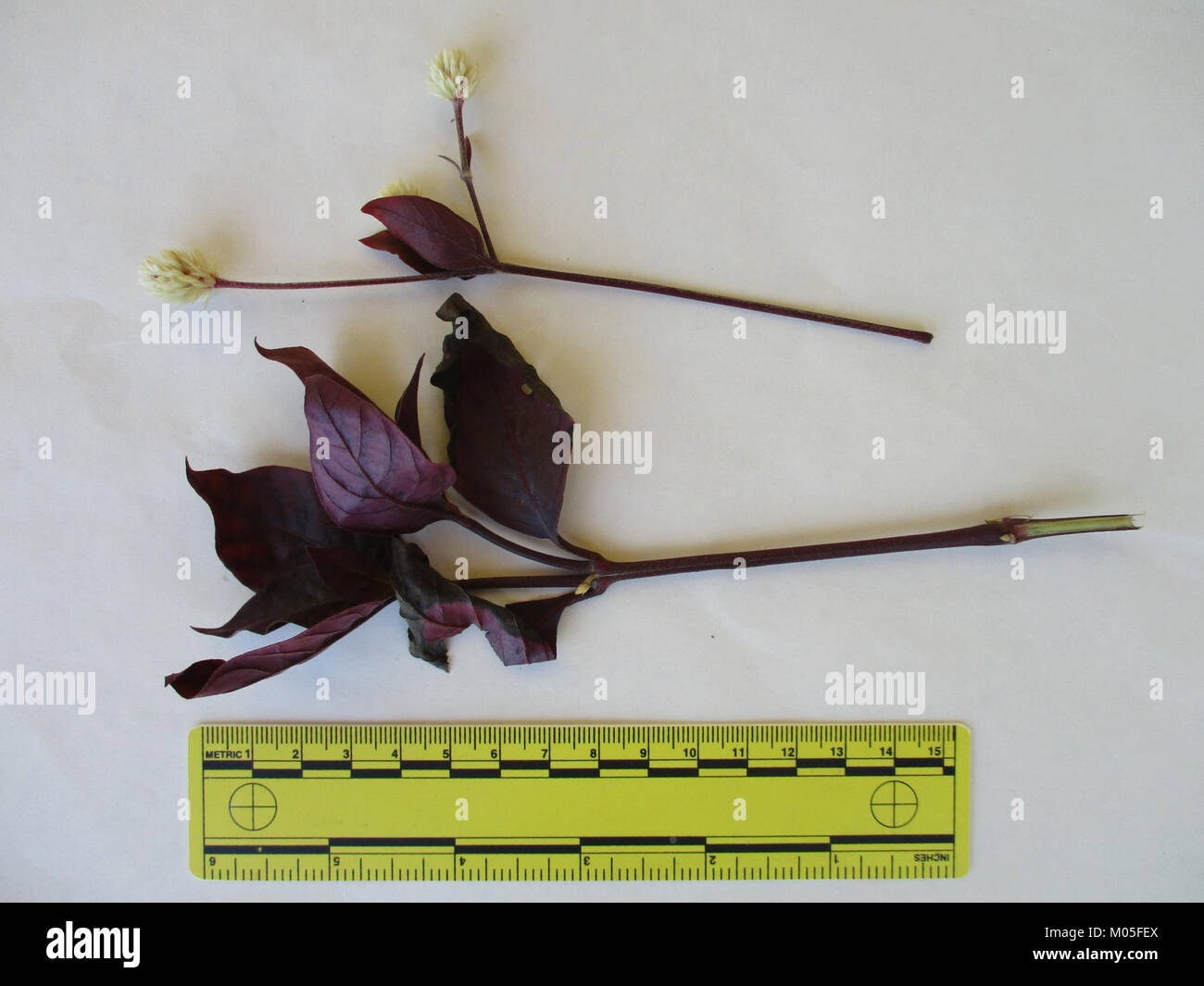 Fotografia scattata il 26 gennaio 2015 allo zoo BDG, che cattura gli animali e le mostre in quel giorno. Foto Stock