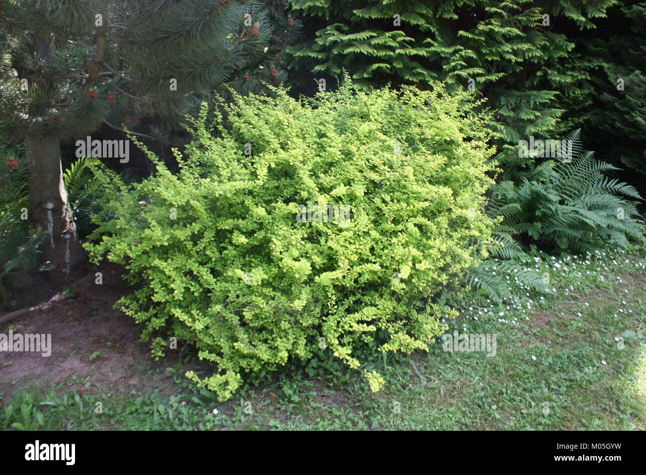 Borotin 641 si riferisce a una voce specifica, possibilmente un riferimento storico o geografico, ma richiede un ulteriore contesto per una descrizione accurata. Foto Stock