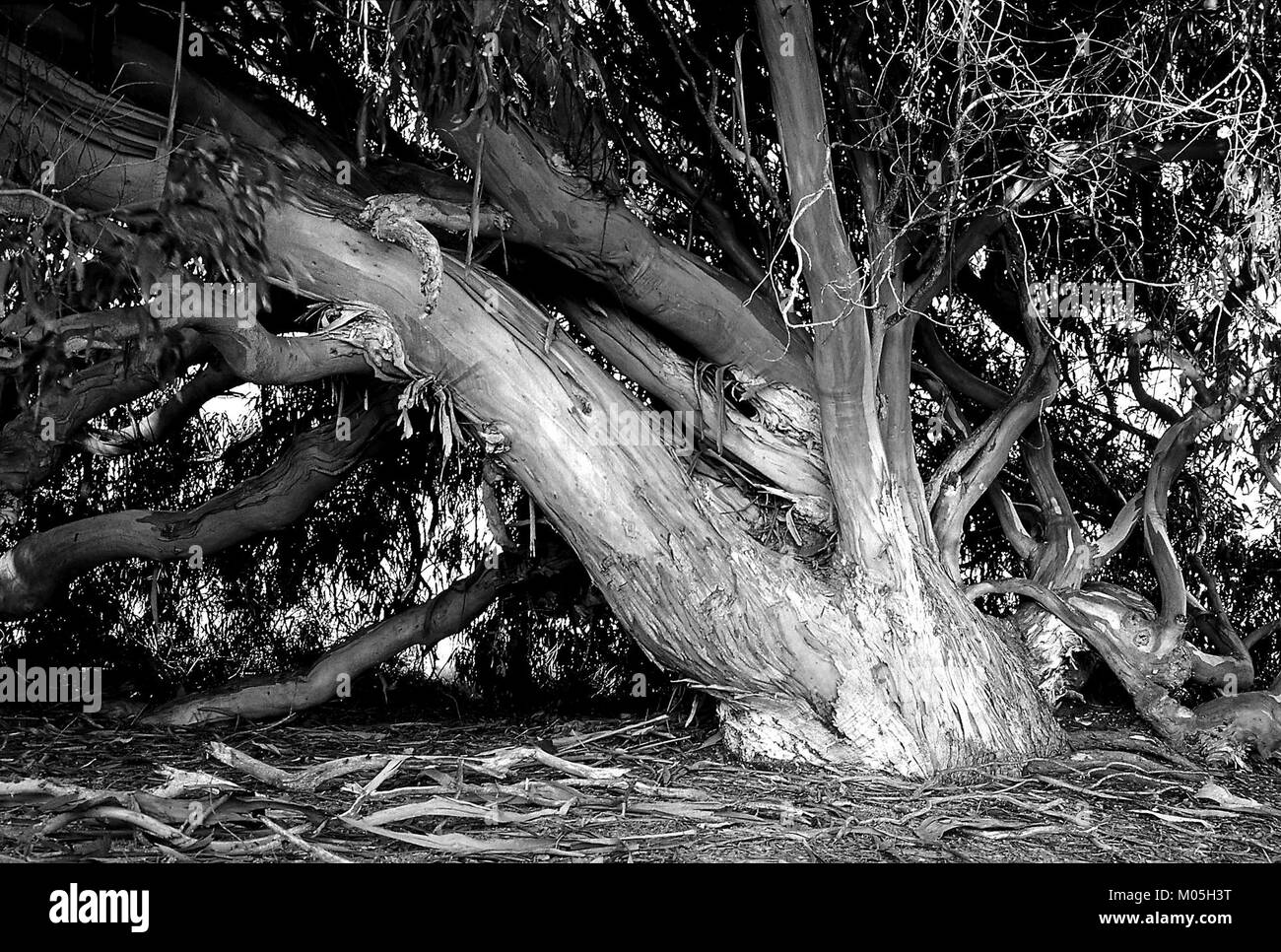 L'area di Morro Bay nella contea di San Luis Obispo, California, è conosciuta per i suoi ecosistemi costieri, tra cui la vita marina e le caratteristiche geografiche uniche. Foto Stock L'area di Morro Bay nella contea di San Luis Obispo, California, è conosciuta per i suoi ecosistemi costieri, tra cui la vita marina e le caratteristiche geografiche uniche. Foto Stock