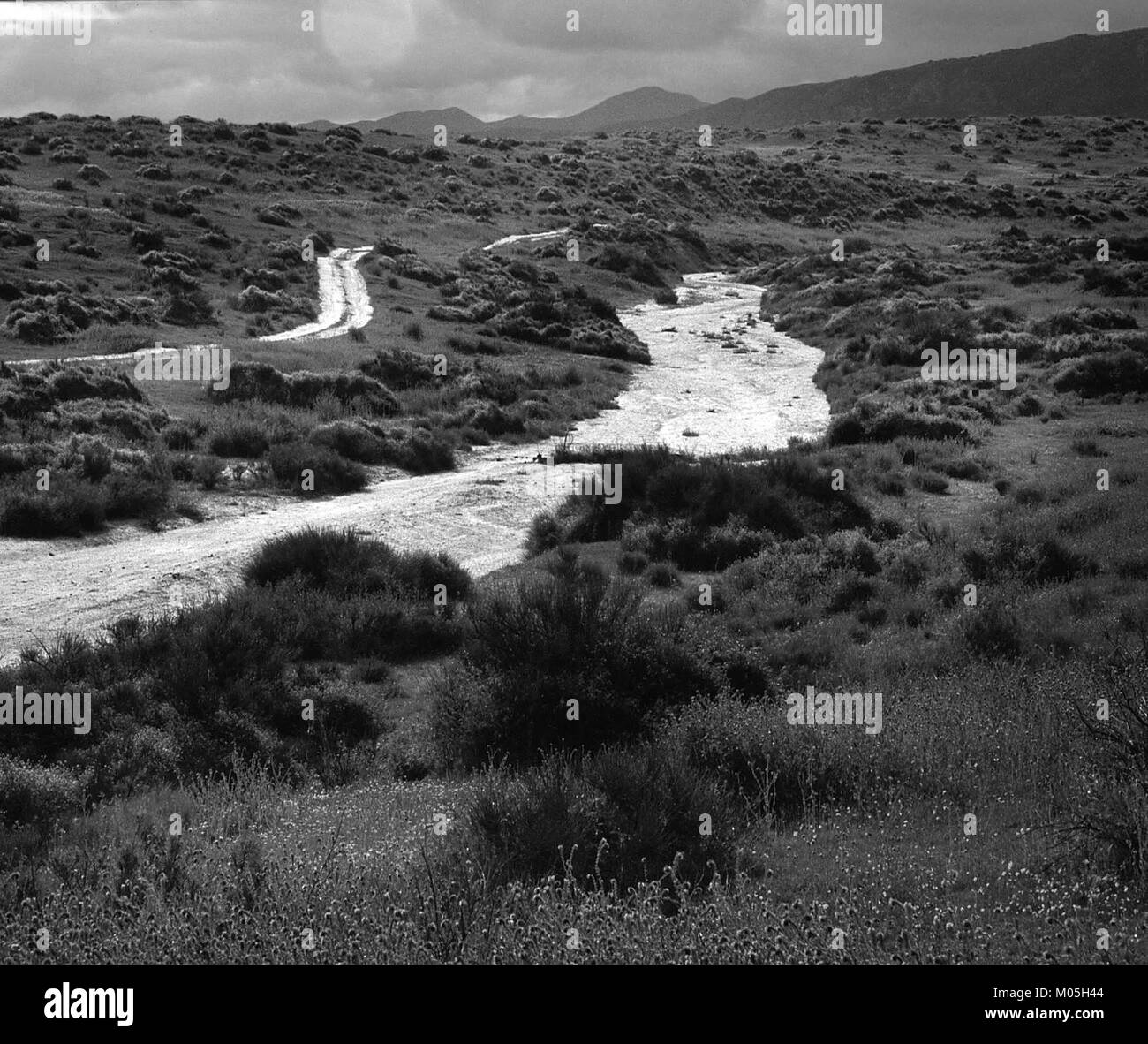 La pianura di Carrizo nella contea di San Luis Obispo, California, è un'area ecologica unica conosciuta per la sua ricca biodiversità e le formazioni geologiche, importante sia per la ricerca naturale che per la conservazione. Foto Stock
