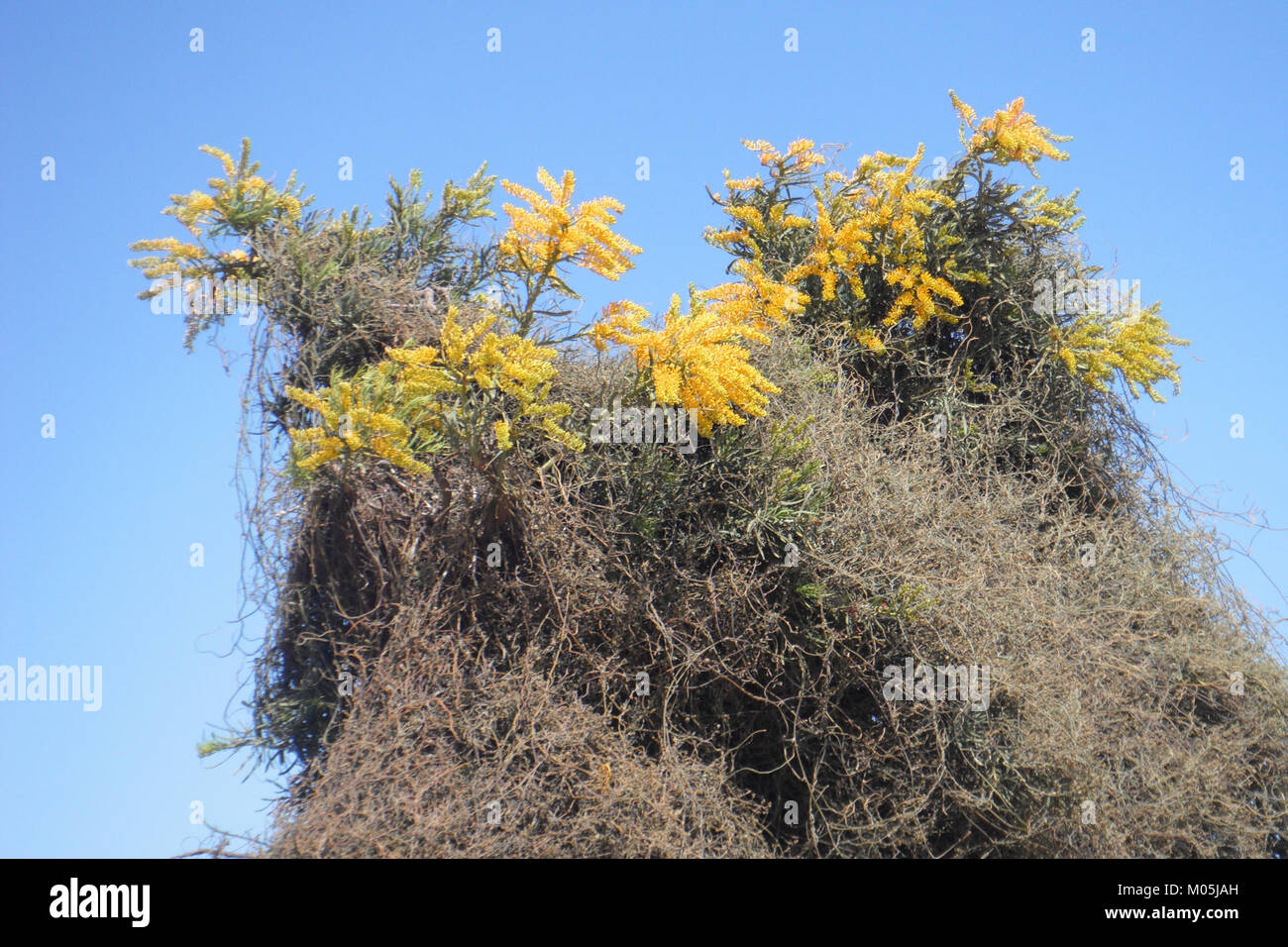 Fiori di bosco nell'Australia occidentale, che mostrano la ricca diversità della regione di specie vegetali autoctone. I fiori fanno parte della flora unica dell'Australia, che comprende molte specie endemiche. Foto Stock