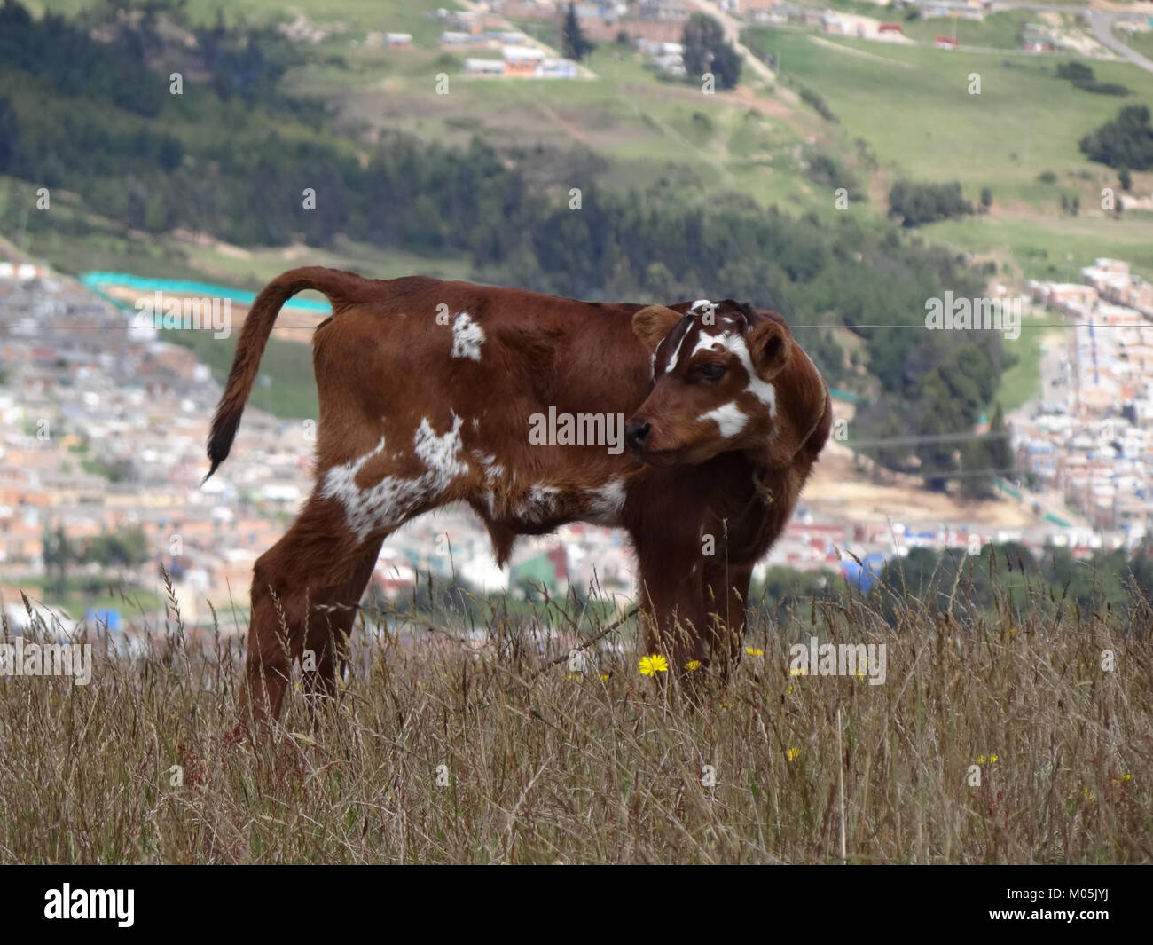Il vitello è un giovane bovino addomesticato (Bos taurus), allevato principalmente per la produzione di latte e carne bovina. In quanto importante animale agricolo, svolge un ruolo significativo nell'agricoltura e nell'allevamento. Foto Stock