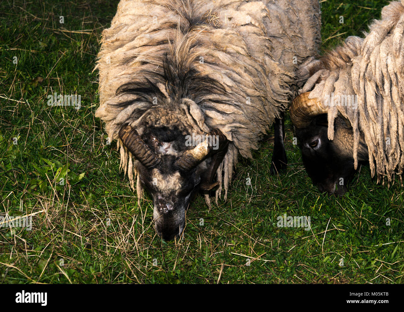 Camerun pecore (Ovis aries) mangiare erba Foto Stock