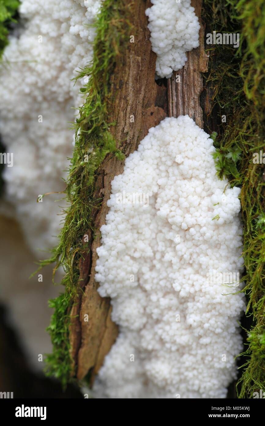 Tapioca slime stampo, Brefeldia maxima Foto Stock