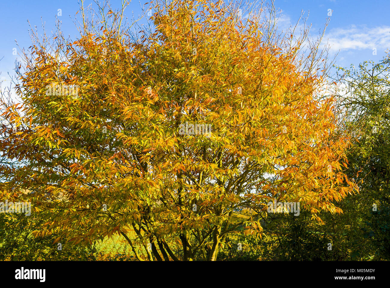 Fogliame di autunno su fern-leafed faggio in un giardino inglese Foto Stock