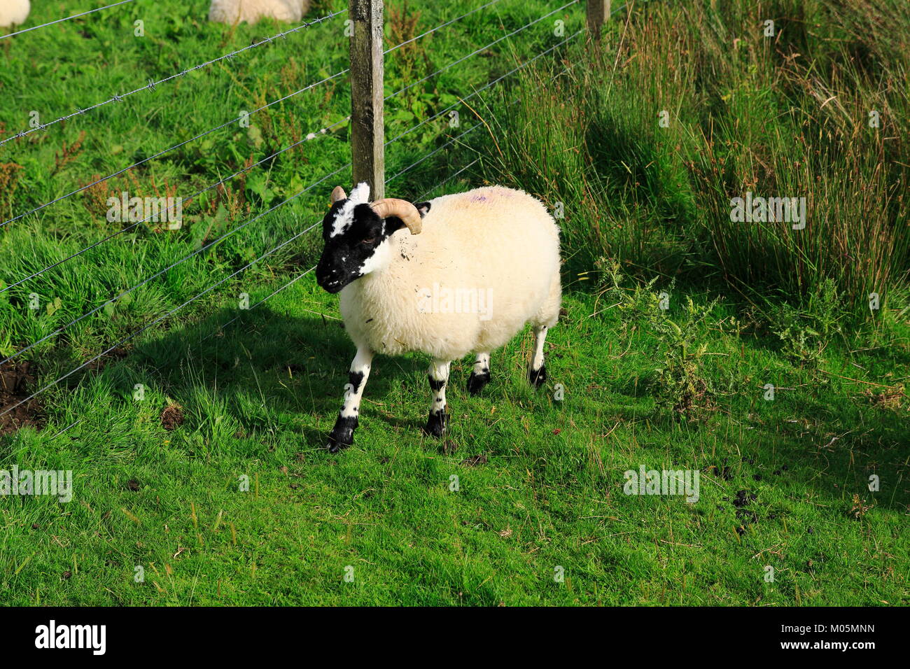 Schottisches Schwarzkopf Schaf bei Achnabat am Loch Duntelchaig in den schottischen Highlands Foto Stock