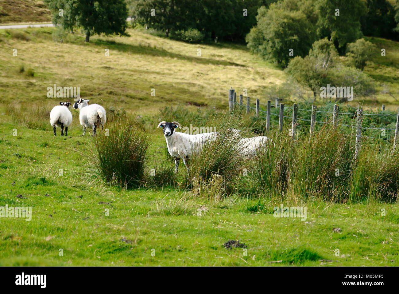 Schottisches Schwarzkopf Schaf bei Achnabat am Loch Duntelchaig in den schottischen Highlands Foto Stock